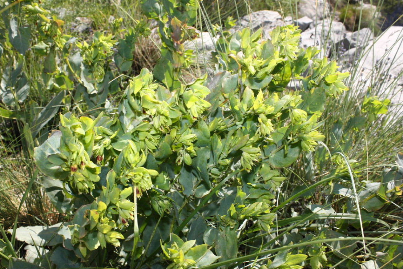 Cerinthe minor subsp. auriculata / Erba vajola auricolata